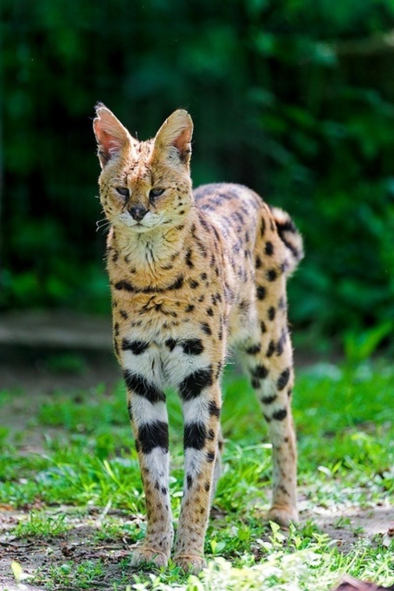 Maman Je T Aime La Chapelle En Serval Mondes Enfouis - Page 48